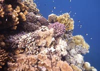 Korallen.jpg